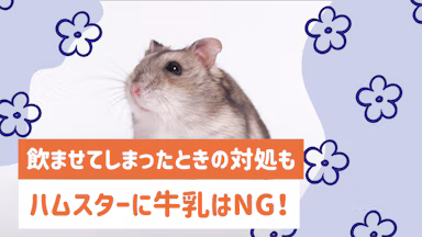 ハムスターに牛乳を与えてはダメ！下痢のリスクと安全な飲み物ガイドのサムネイル画像