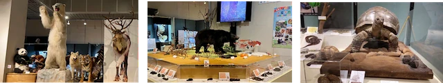 「ミュージアムパーク茨城県自然博物館」で開催された展示の様子