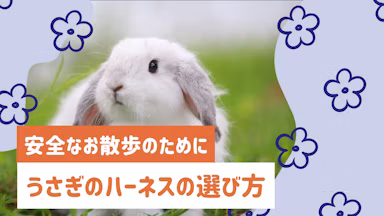 うさぎのハーネスは必要？安全なお散歩のための基礎知識のサムネイル画像