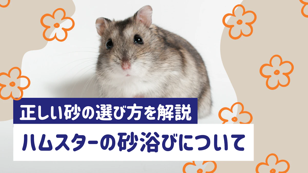 ハムスターの砂浴びは必要？正しい砂の選び方・頻度・容器まで解説のサムネイル画像