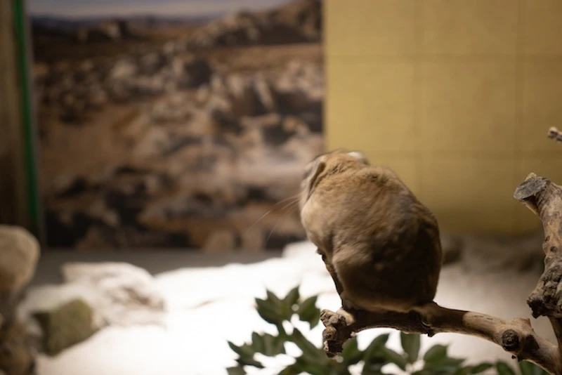 枝の上にいるグンディ