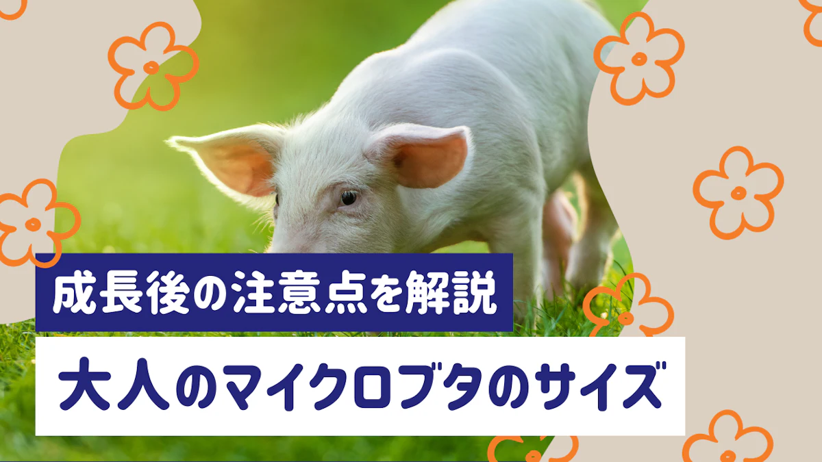 大人のマイクロブタのサイズは？成長後の体重や飼育の注意点を詳しく解説