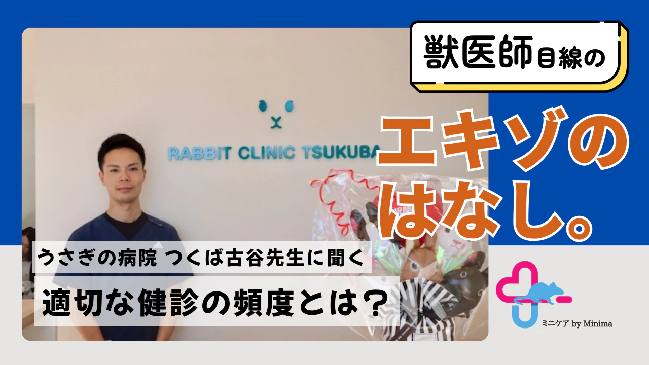 「うさぎの病院 つくば」古谷先生に聞く、適切な健診の頻度とは？「わずかな異変に気づくことが命を守る第一歩」【エキゾのはなし。#6】