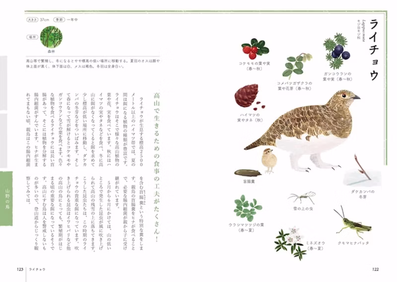 ライチョウ