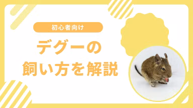 デグーとは?特徴や飼い方を初心者向けに徹底解説のサムネイル画像