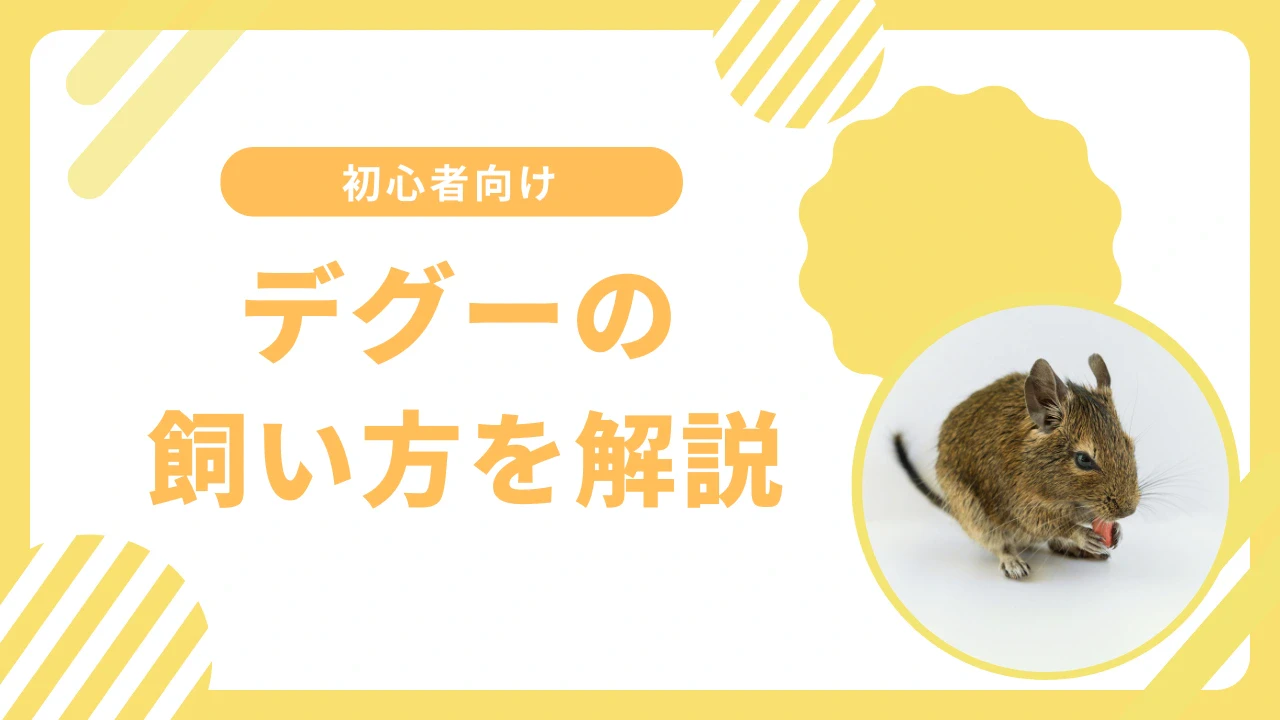 デグーとは？特徴や飼い方を初心者向けに徹底解説のサムネイル画像