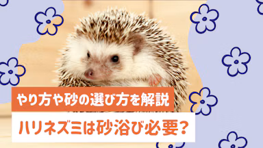 ハリネズミの砂浴びは必要？砂の選び方や頻度をわかりやすく解説のサムネイル画像
