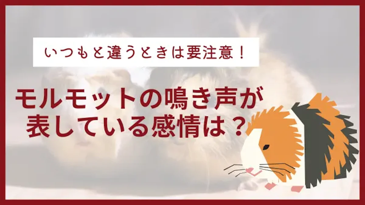 モルモットは鳴き声で感情が分かる？　いつもと違うときは要注意！
