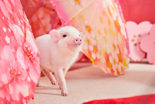 マイクロブタさん