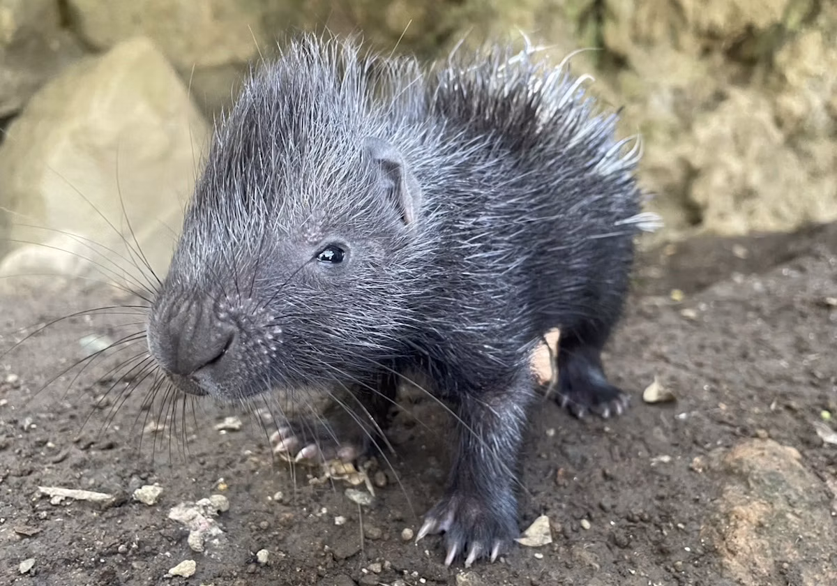 伊豆シャボテン動物公園でインドタテガミヤマアラシの赤ちゃん誕生!4月生まれの双子と一緒に成長中