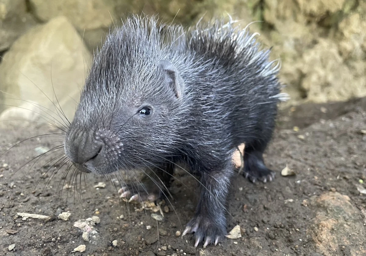 伊豆シャボテン動物公園でインドタテガミヤマアラシの赤ちゃん誕生！4月生まれの双子と一緒に成長中