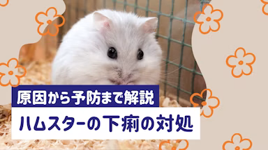 ハムスターの下痢は命に関わる。原因・症状・対処法から予防まで徹底解説のサムネイル画像