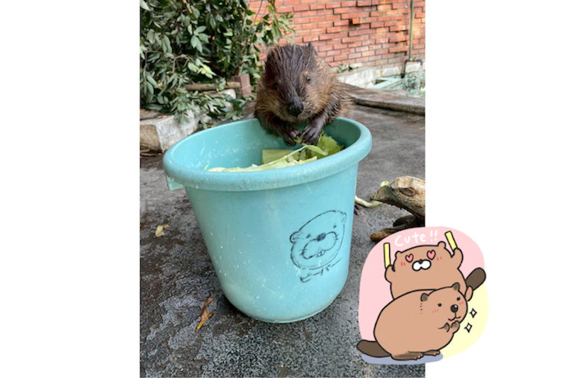 ビーバーのすやすや