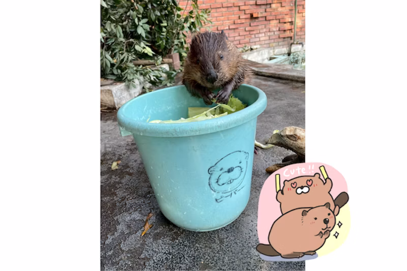ビーバーのすやすや