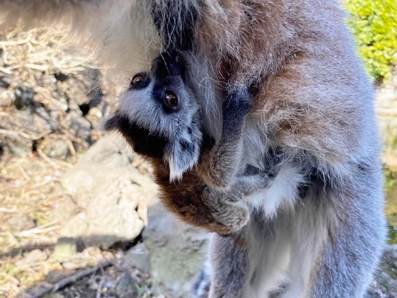 もうしばらくすると母親におんぶされる赤ちゃんの姿が見られる