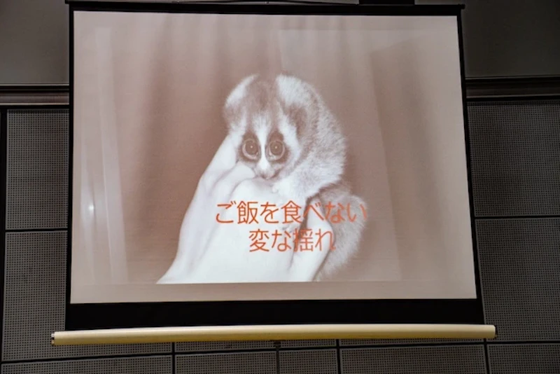 明らかにおかしい状態だったスローロリス