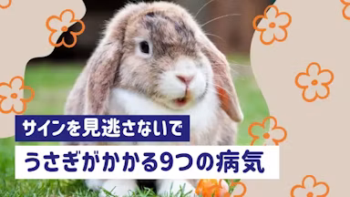 【獣医師監修】うさぎがかかりやすい8つの病気とは？ 4つのサインの見逃しに注意のサムネイル画像