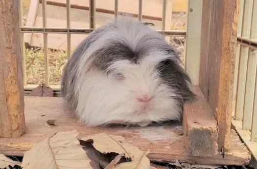 モルモット