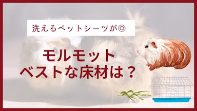 モルモットに最適な床材は？ 牧草やペットシーツのおすすめも紹介のサムネイル画像