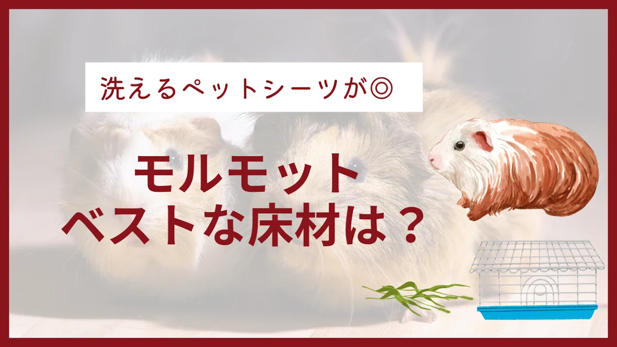 モルモットに最適な床材は？ 牧草やペットシーツのおすすめも紹介