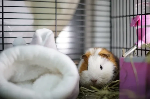 モルモット