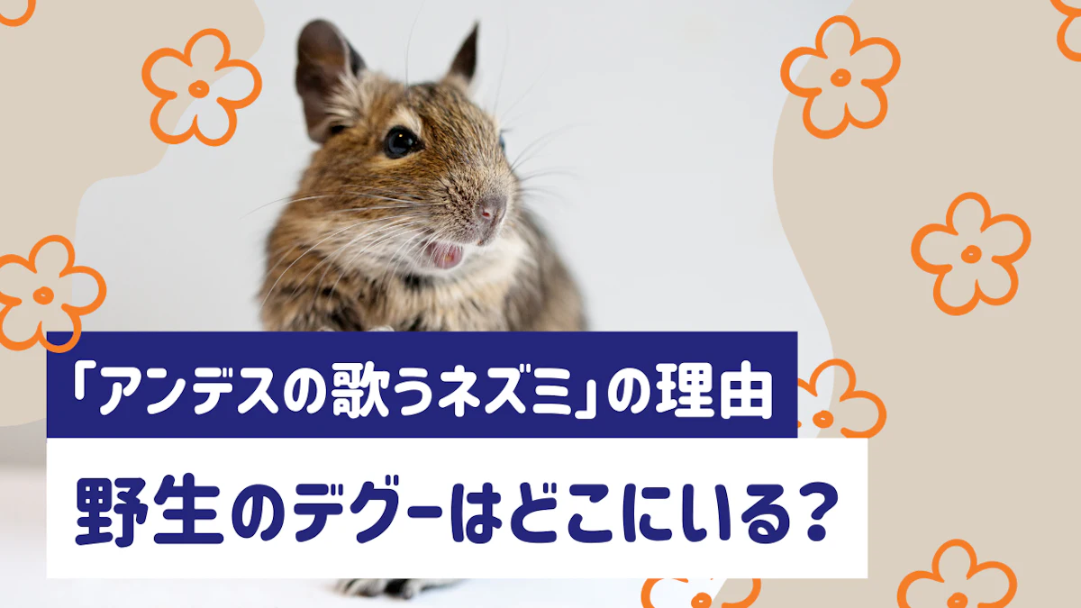 野生のデグーはどこにいる？生息地や「アンデスの歌うネズミ」と呼ばれる理由を解説