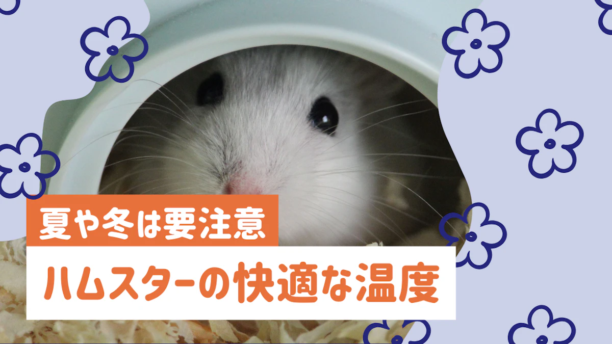 ハムスターの適温は何度？温度管理の基本と季節別の対策を解説