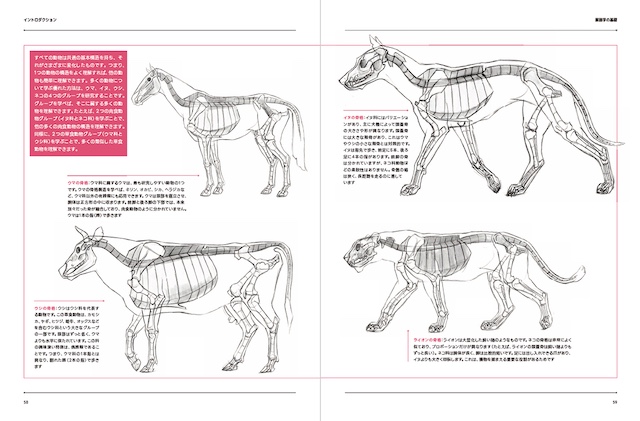 約50体の動物を網羅した『アーティストのための動物解剖学