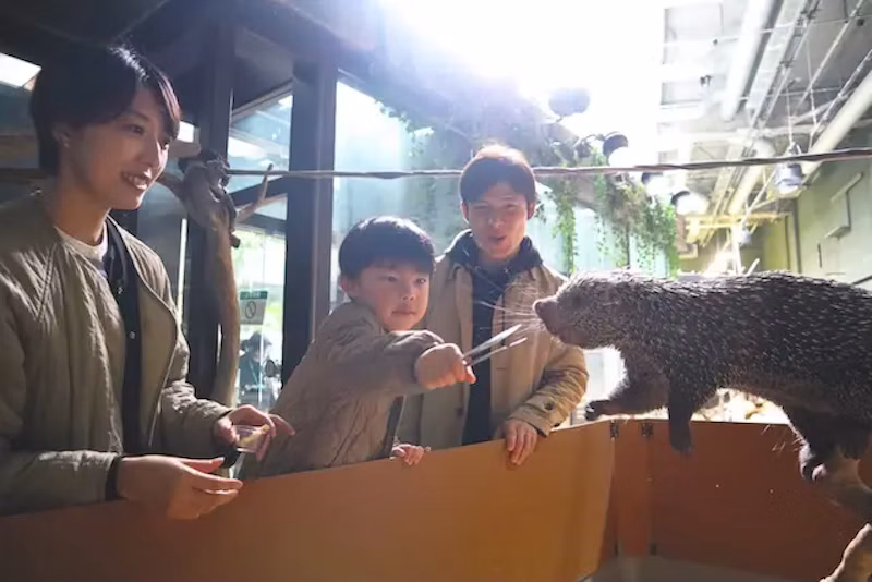 オマキヤマアラシのエサやり