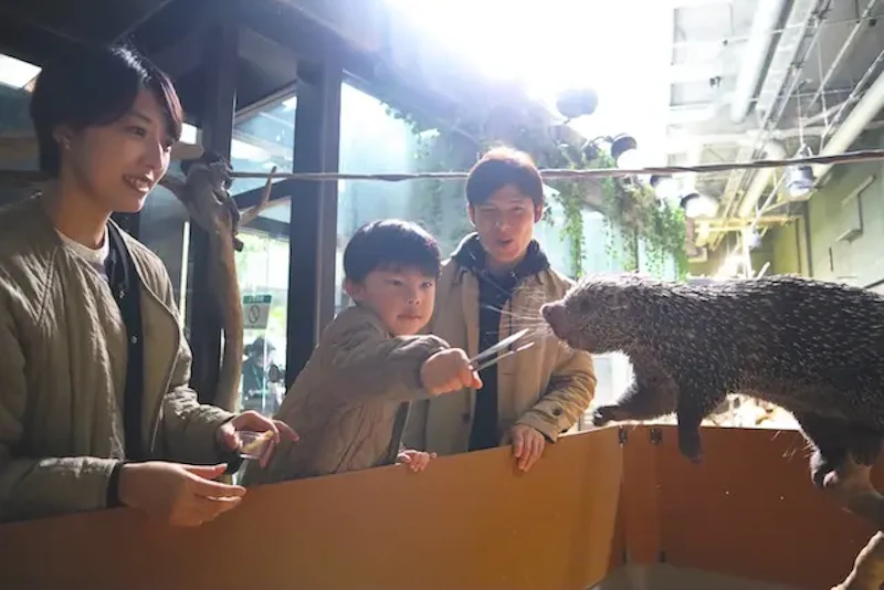 オマキヤマアラシのエサやり