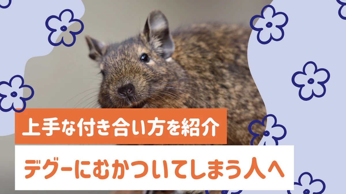 「デグーにむかつく…」はあるある？飼い主のリアルな本音と上手な付き合い方