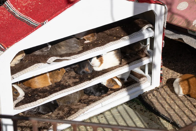 モルモットマンション