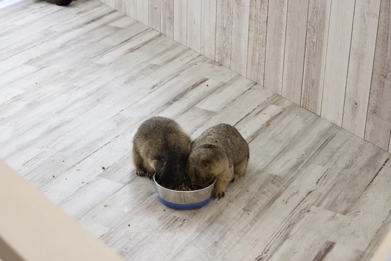 餌を食べるマーモット