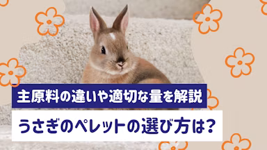 うさぎのペレットの選び方は?主原料の違いや適切な量を解説のサムネイル画像