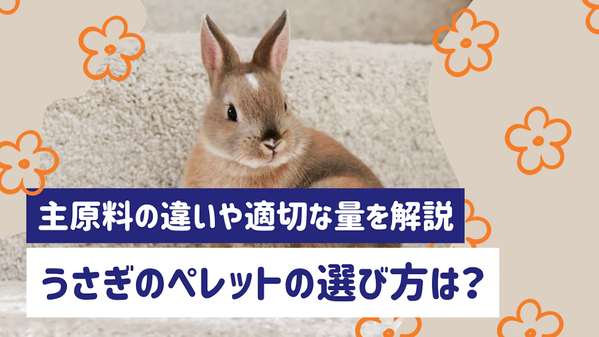 うさぎのペレットの選び方は？主原料の違いや適切な量を解説