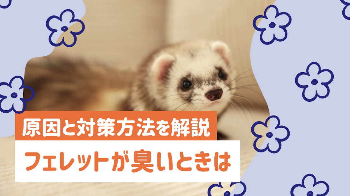 フェレットの臭いはキツイ？原因と効果的な対策方法を詳しく解説のサムネイル画像