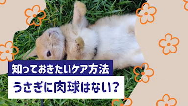 うさぎに肉球はない？足裏の構造と飼い主が知っておきたいケア方法のサムネイル画像