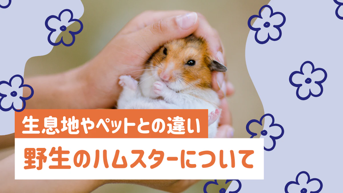 野生のハムスターはどこにいる？生息地・種類・ペットとの違いを徹底解説のサムネイル画像