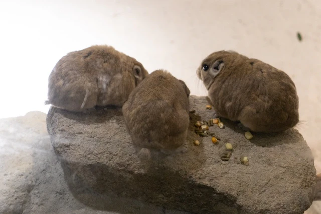 3匹のグンディ