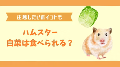 ハムスターは白菜を食べられる！栄養満点だけど注意すべき点を解説のサムネイル画像