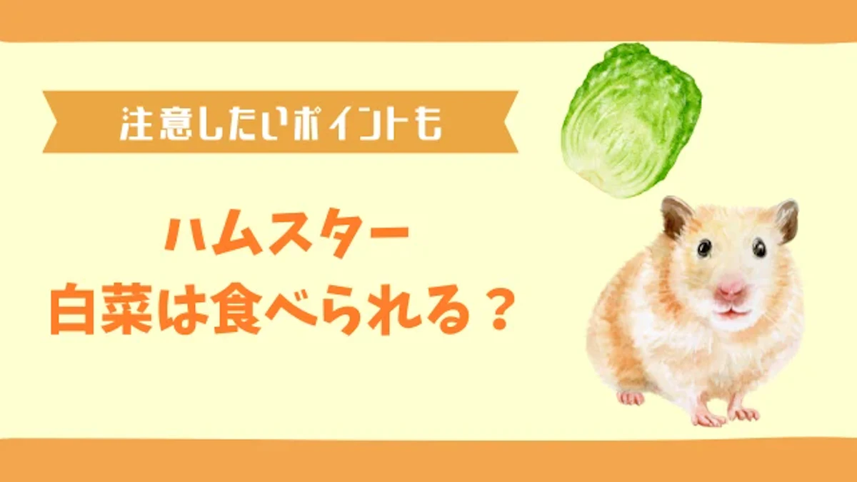 ハムスターは白菜を食べられる！栄養満点だけど注意すべき点を解説のサムネイル画像