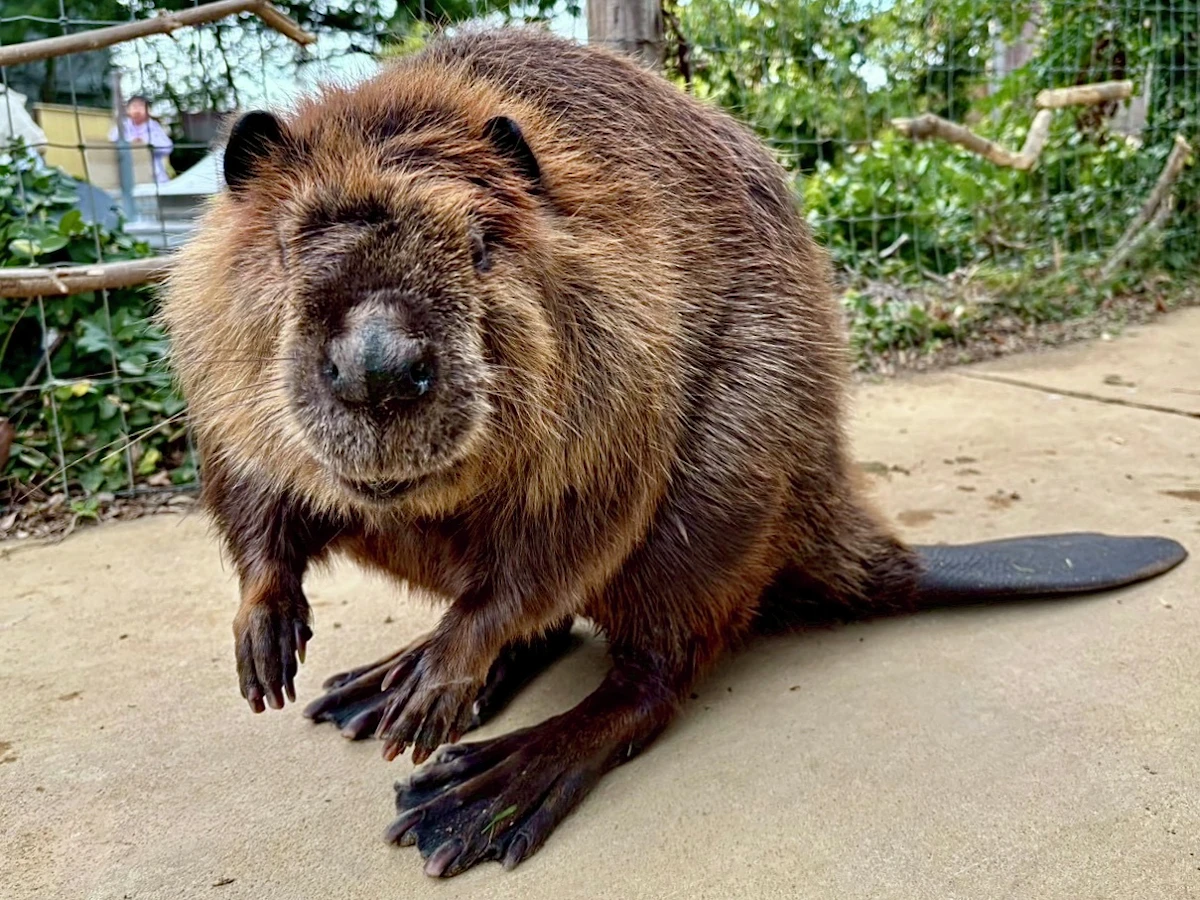 八景島シーパラダイスにアメリカビーバー「ヤマブキ」がやってきた！那須どうぶつ王国から仲間入り