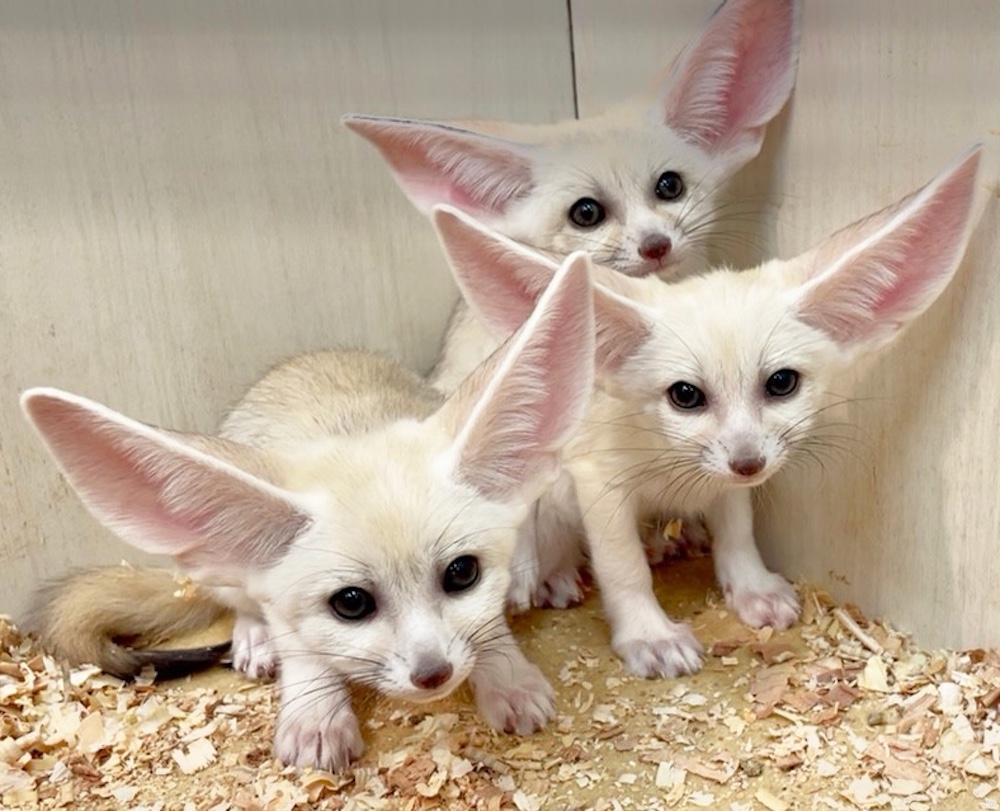 世界最小のキツネ「フェネック」の3つ子が誕生！アニタッチ MARK IS