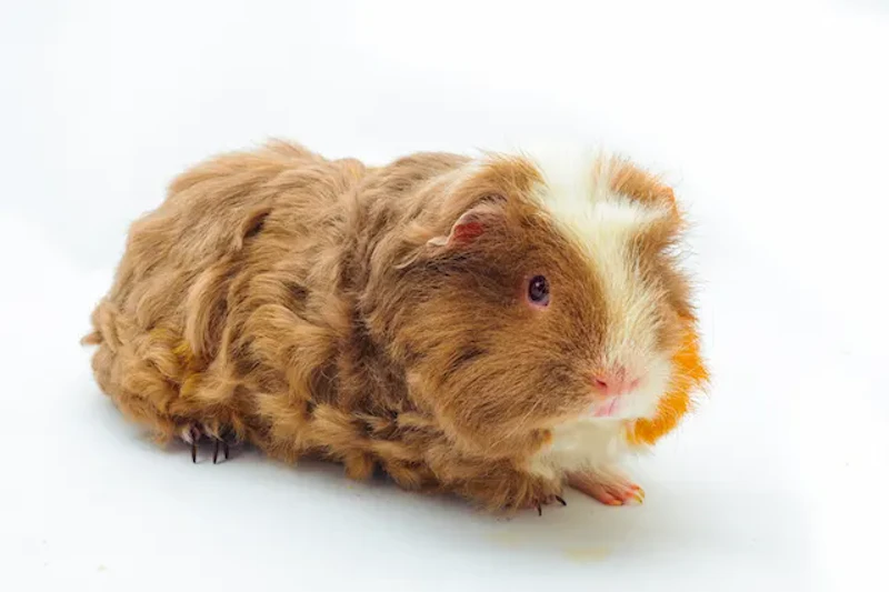 メリノモルモット