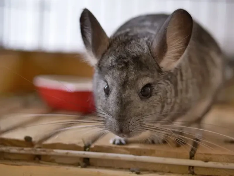 グレーのチンチラ