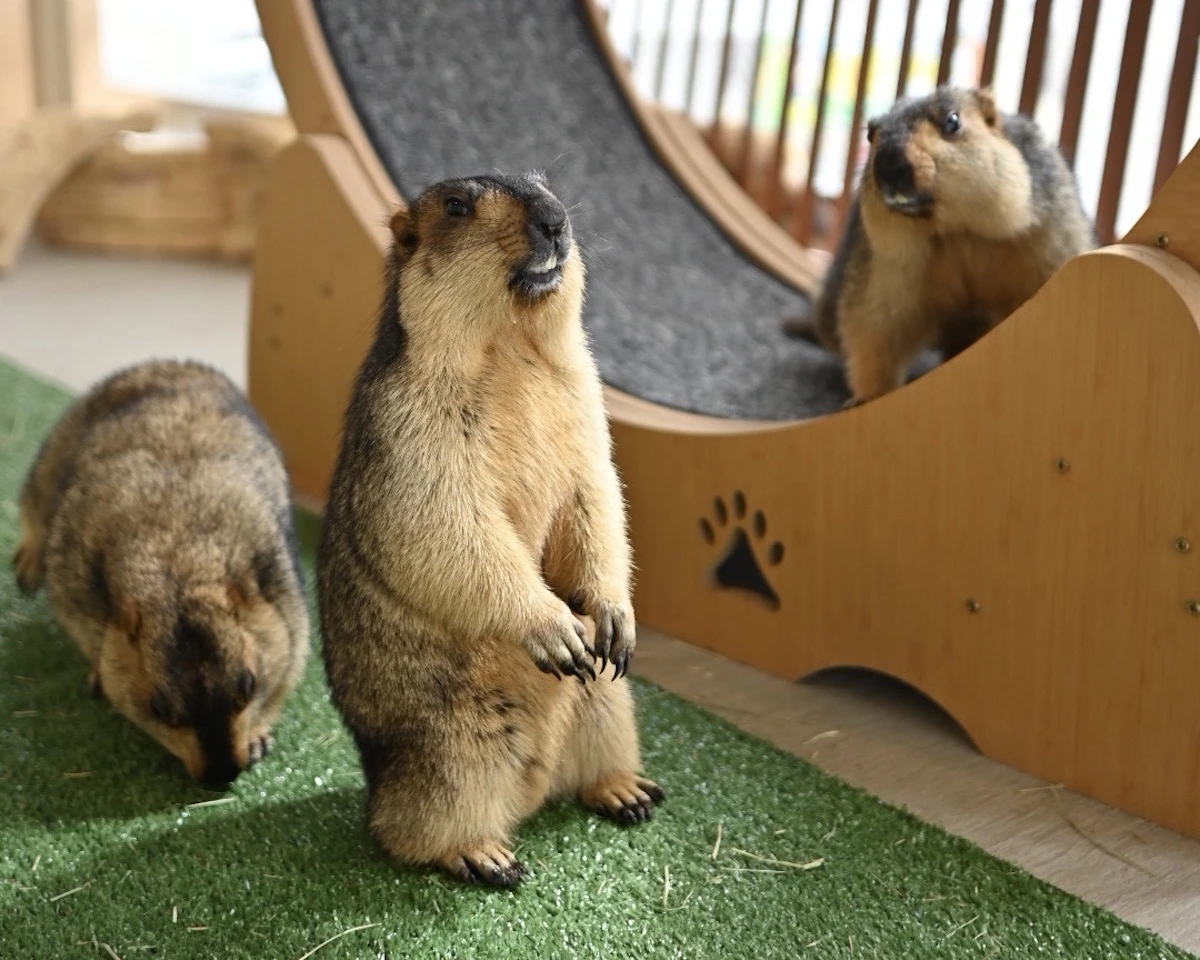 「マーモット村大阪」初日から満員御礼で話題にのサムネイル画像