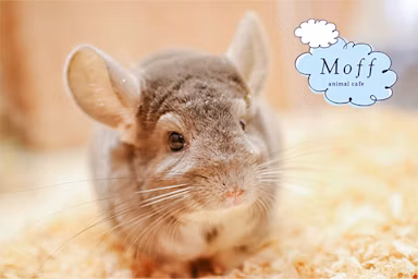 約20種類の動物とふれあえる「Moff animal cafe CUTE CUBE原宿店」11月27日オープンのサムネイル画像