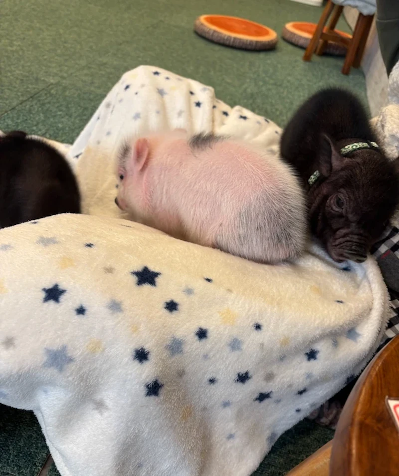 小さくても重さがあります。肌は予想より固め？