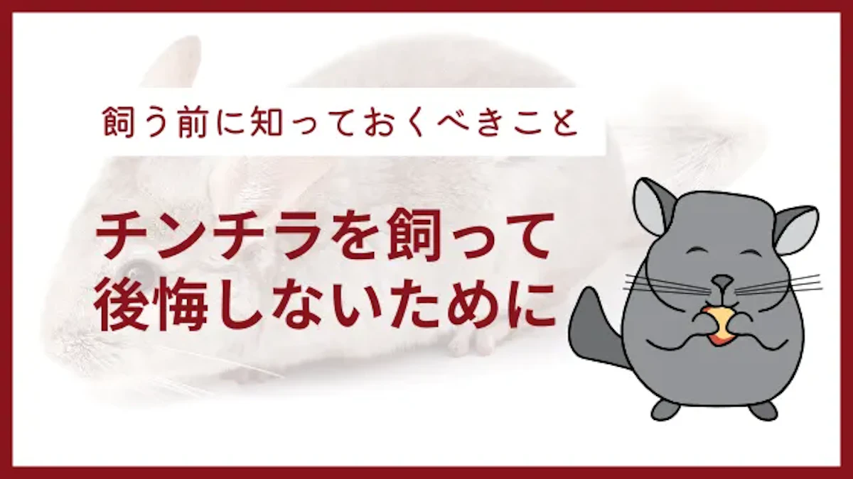 チンチラを飼うと後悔する人とは｜楽しく過ごすための4つの心構え
