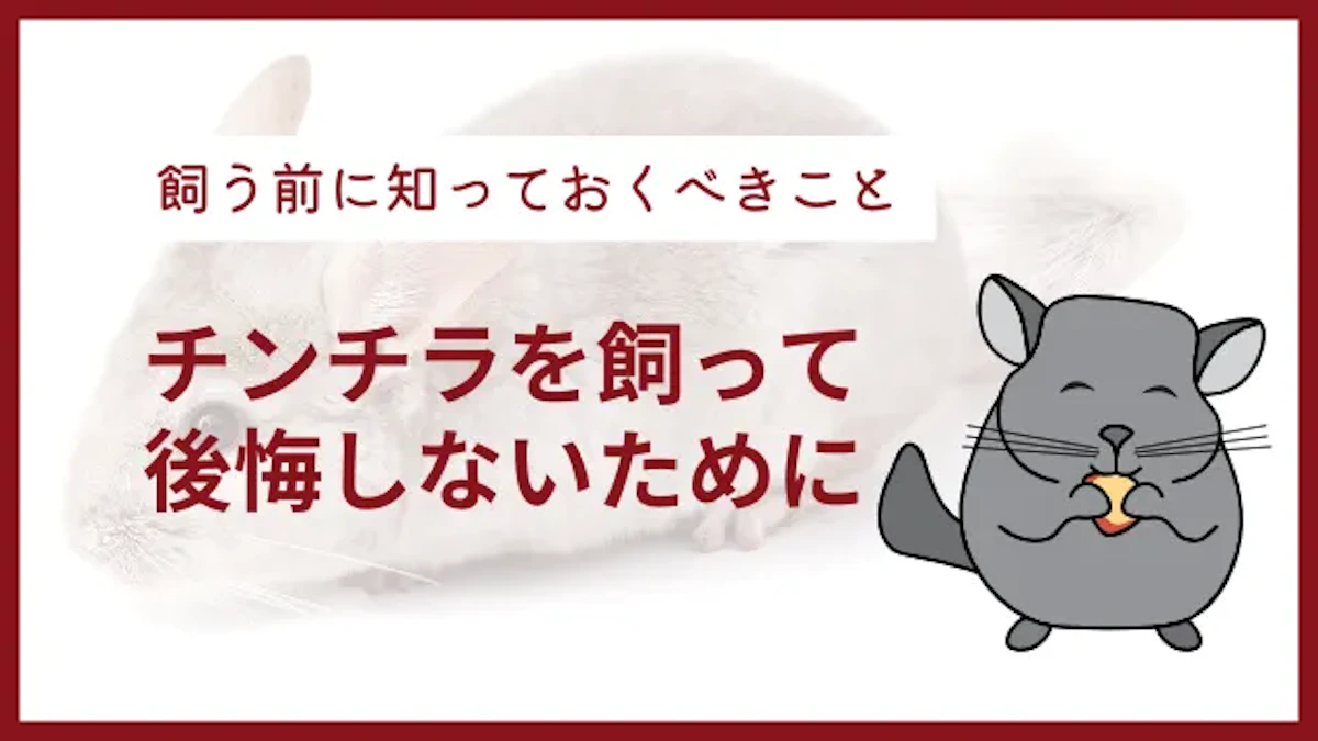 チンチラを飼うと後悔する人とは｜楽しく過ごすための4つの心構えのサムネイル画像